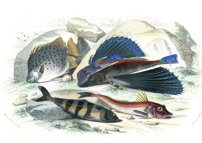 Dactyloptere pirapede (Dactylopterus pirapeda) vliegende vis, Chetodon argus (scatophagus argus), centronote piloot (echeneis naucrate), Trigle Lyre (Genicanthus Melanospilos) - Plaat uit Histoire Naturelle door Bernard Germain de Lacepede (1856-1925) door French School