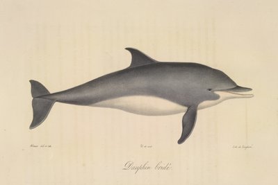 Gestreepte dolfijn, uit Histoire Naturelle des Mammifères (kleur litho) door French School