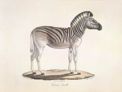Dauw femelle. De gestreepte quagga, of Burchell