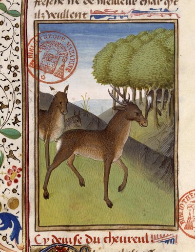 Herten en reeën - in 