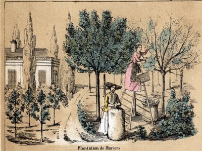Beschrijving van de teelt en zijden producten: het planten van moerbeibomen. Plaat "la soie" in "les Recreations instructives" Synoptisch schilderij door Jules Delbruck, gravure uit 1860. Privécollectie. door French School