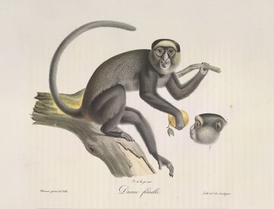Diane vrouwtje, een vrouwelijke aap, uit Histoire Naturelle des Mammifères (kleur litho) door French School
