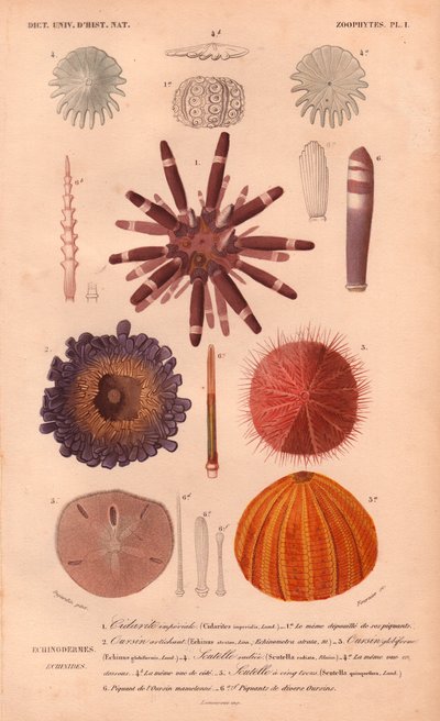 Verschillende soorten kleurrijke zee-egels en hun stekels, uit Charles d