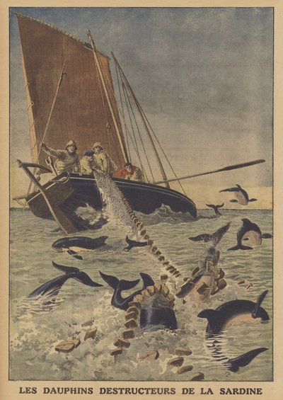 Dolfijnen verstoren het vangen van sardines door French School