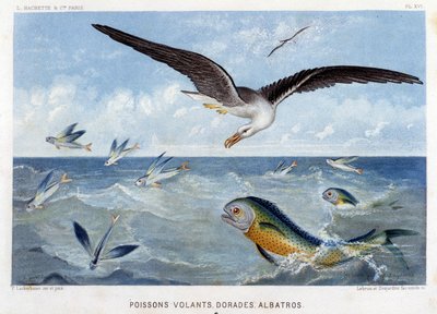 Dorades, vliegende vissen, Albatros - in 