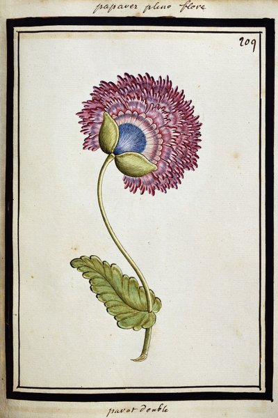 Dubbele Papaver door French School