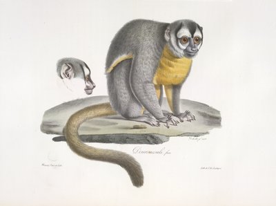 Douroucouli of nachtaapje - Aotus trivirgatus door French School