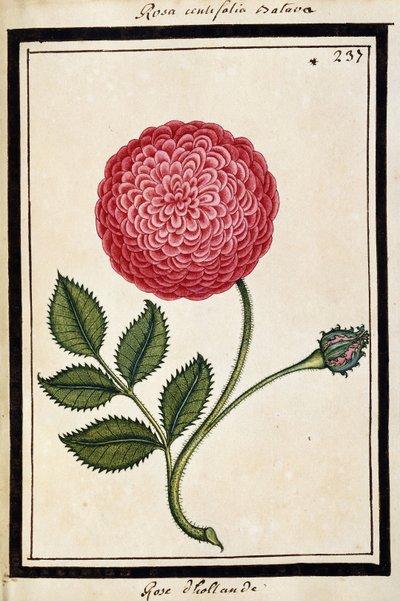 Nederlandse Roos, ca. 1700 door French School