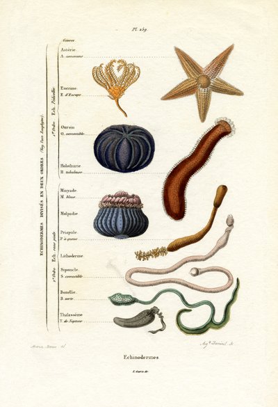 Echinodermen, 1833-39 door French School