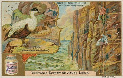 Eidereend; het verzamelen van eiderdons aan een Noord-Europese kust door French School