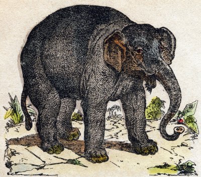 Olifant. Gravure in "Alphabet des animaux sauvages". 9e Serie. Beeldmateriaal van Epinal, Pellerin, drukker-uitgever, circa 1870. Houtsneden, gestencild. 16 pagina
