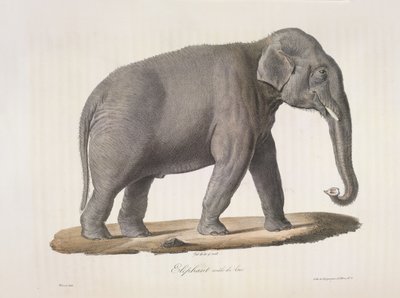 Mannelijke Aziatische olifant, uit Histoire Naturelle des Mammifères door French School