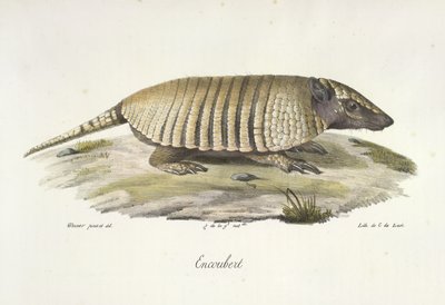 Gordeldier, uit Histoire Naturelle des Mammifères door French School