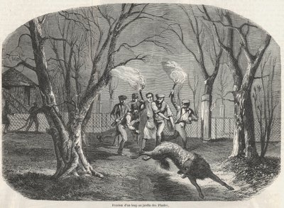 Ontsnapping van een wolf in de Jardin des Plantes in Parijs - Gravure in 