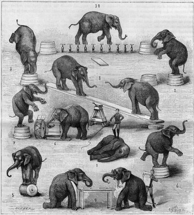 Oefeningen uitgevoerd door olifanten op de renbaan van Parijs. Gravure in 