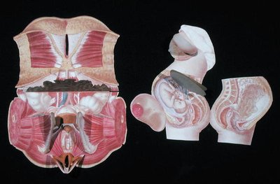 Vrouwelijk anatomisch figuur, uit 