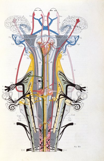 Fig. 212 uit Semiologie des Affections du Systeme Nerveux door J. Dejerine, 1914 door French School