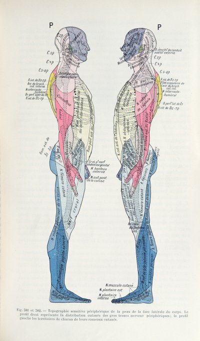 Fig. 381 & 382 Het zenuwstelsel, uit Semiologie des Affections du System Nerveux door J. Dejerine, 1914 door French School
