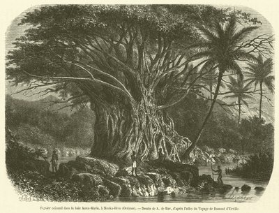Kolossale vijgenboom in de Anna-Maria baai, Nouka-Hiva, Oceanië door French School