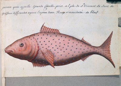 Vis genaamd Big Mouth, Sao Vicente eiland, Kaapverdië, uit logboek van Jacques Gouin de Beauchesne (1652-1730), kapitein van Compagnie royale de la Mer du Sud, van 1698 tot 1701, Frankrijk door French School