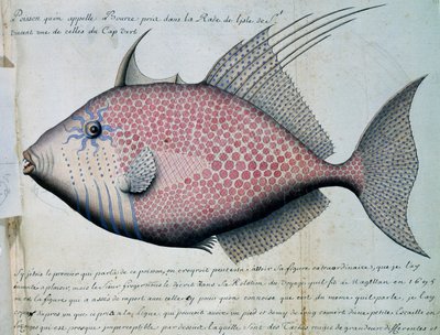 Vis genaamd Bource, Sao Vicente eiland, Kaapverdië, aquarel uit logboek van Jacques Gouin de Beauchesne, kapitein van Compagnie royale de la Mer du Sud, van 1698 tot 1701, Frankrijk door French School