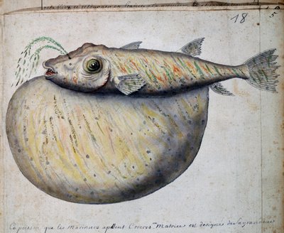 Vis genaamd Crocros, Sao Vicente eiland, Kaapverdië, uit logboek van Jacques Gouin de Beauchesne (1652-1730), kapitein van Compagnie royale de la Mer du Sud, van 1698 tot 1701, Frankrijk door French School