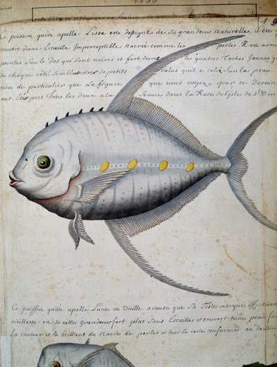 Vis genaamd Lisse, Sao Vicente eiland, Kaapverdië, aquarel uit logboek van Jacques Gouin de Beauchesne, kapitein van Compagnie royale de la Mer du Sud, van 1698 tot 1701, Frankrijk door French School