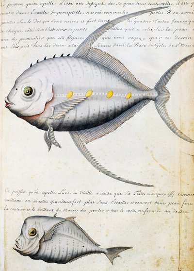 Vis genaamd Lisse en Maanvis, Sao Vicente eiland, Kaapverdië, aquarel uit logboek door Jacques Gouin de Beauchesne, kapitein van Compagnie royale de la Mer du Sud, 1698-1701 door French School