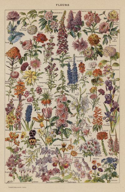 Bloemen door French School