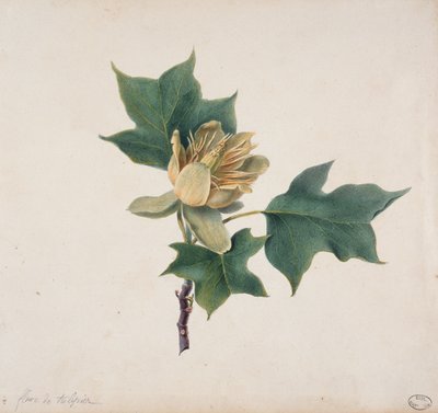 Bloem van een Tulpenboom door French School