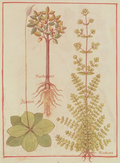Fr 12322 f.180v Weegbree, marjolein en alruin, uit Livre des Simples Medecines, ca. 1520-30 door French School