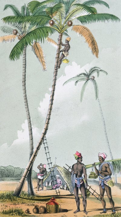 Kokosnoten verzamelen voor de bereiding van Toddy in India (kleurgravure) door French School