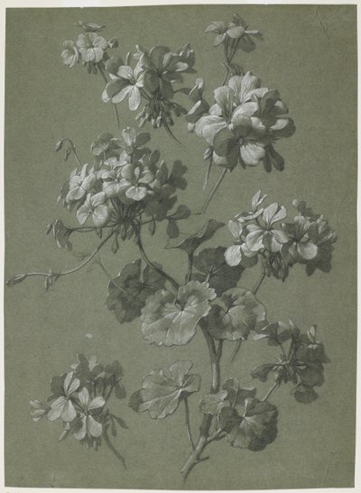 Geranium (Pelargonium sp.) (ca. 1800) door French School