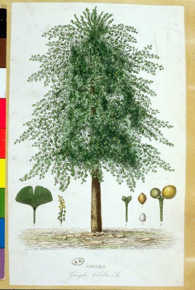 Ginkgo biloba boom door French School