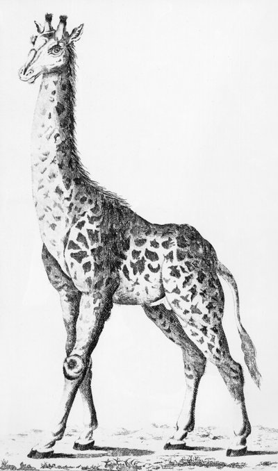 Giraffe teruggebracht door de heer Levaillant tijdens zijn reis in Afrika, illustratie uit Observations sur la Physique, sur l