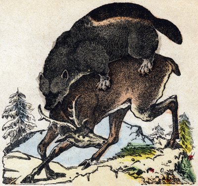 Veelvraat. Gravure in "Alphabet des animaux sauvages". 9e Serie. Beeldmateriaal van Epinal, Pellerin, drukker-uitgever, circa 1870. Houtsneden, gestencild. 16 pagina