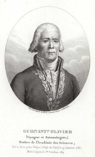 Guillaume Antoine Olivier door French School