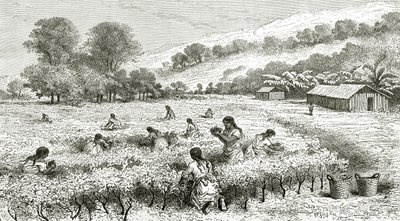Oogst van Coca, Peru, illustratie uit Le Tour du Monde magazine, 1877 door French School