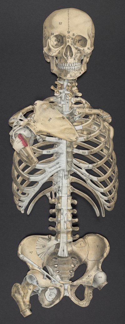 Hoofd en torso, uit 