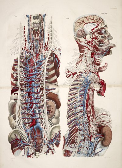 Hoofd en torso, uit 