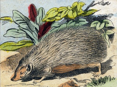 Egel. Gravure in "Buffon Alphabet des Animaux". 3e Serie N 1. Imaging of Epinal, Epinal, eind 19e eeuw. 16 pagina