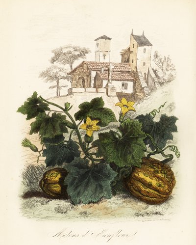 Honfleur meloen, Cucumis melo door French School