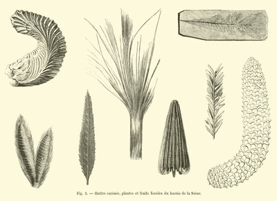 Geribbelde oester, planten en fossiele vruchten uit het bekken van de Seine door French School