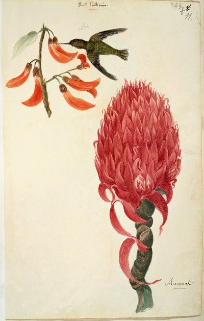 Kolibrie (Trochilidae) en Ananas (Ananas comosus) door Lejeune door French School