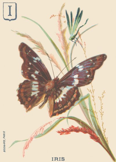 Iris (Apatura iris of Grote Mars veranderend) door French School