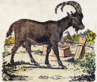 Steenbok. Gravure in "Alphabet des animaux sauvages". 9e Serie. Beeldmateriaal van Epinal, Pellerin, drukker-uitgever, circa 1870. Houtsneden, gestencild. 16 pagina
