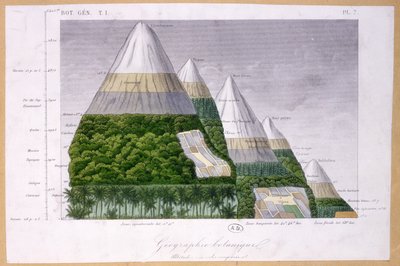Illustratie van de verschillende soorten vegetatie op verschillende hoogtes door French School