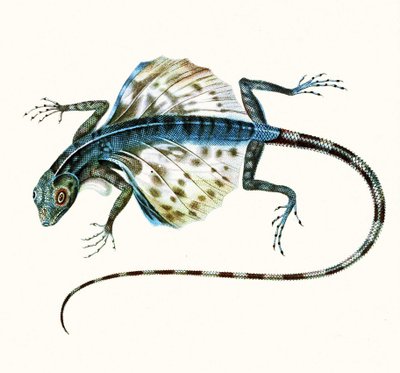Illustratie van de glijdende hagedis - Draco Volans 1831 door French School