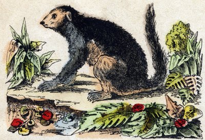 Indri (Lemur). Gravure in "Alphabet des animaux sauvages". 9e Serie. Beeld van Epinal, Pellerin, drukker-uitgever, circa 1870. Gravures op hout, gestencild. 16 pagina