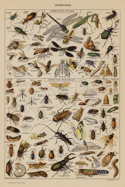Insecten door French School